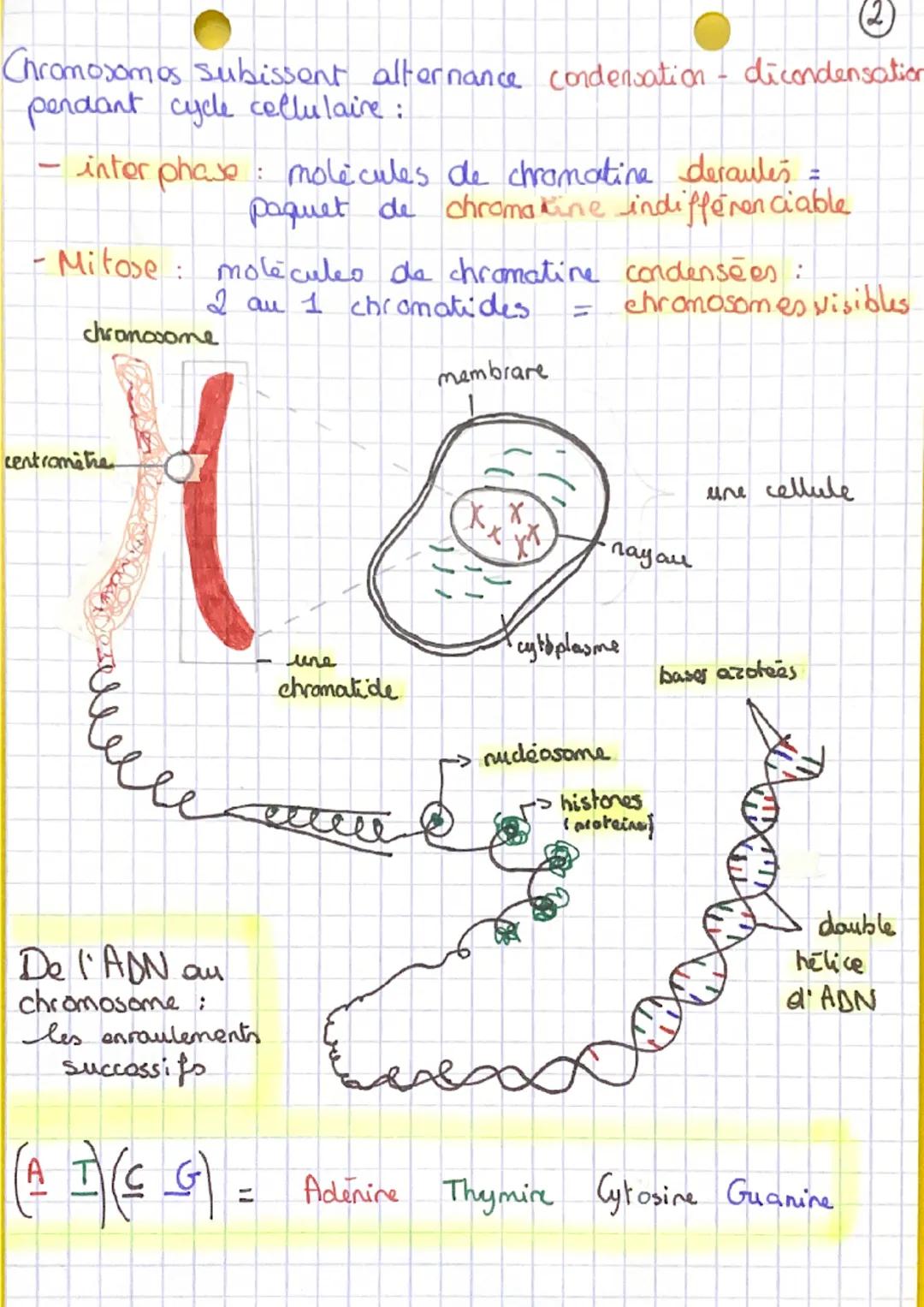 CH: 2
Pour produire nauvelle cellule -
transmettre à cellule fille.
da transmission du
protrimaine genetique
I Le cycle cellulaire
A Les éta