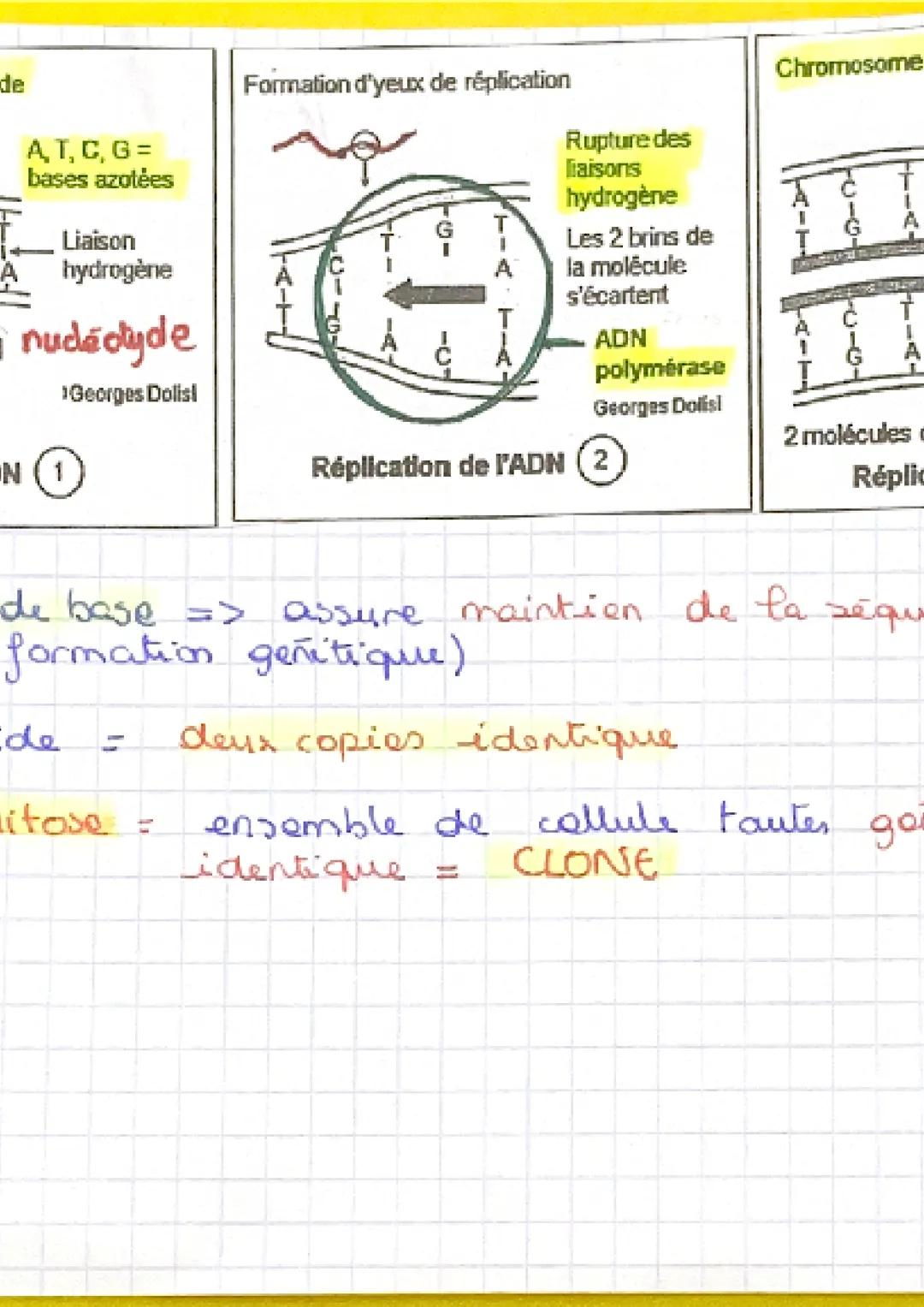 CH: 2
Pour produire nauvelle cellule -
transmettre à cellule fille.
da transmission du
protrimaine genetique
I Le cycle cellulaire
A Les éta