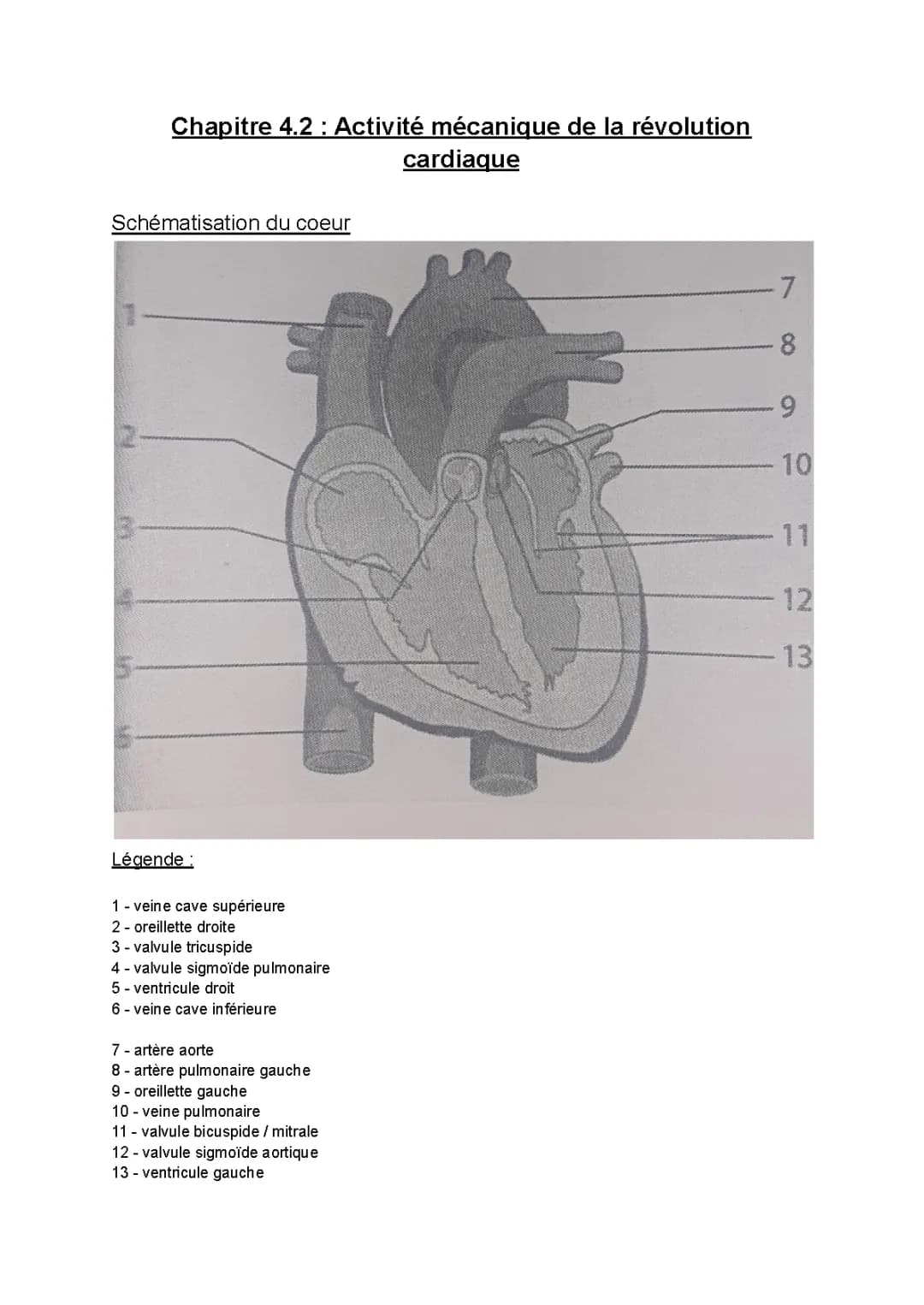 Le Cycle Cardiaque : Systole, Diastole et Valves - Les Étapes du Cœur en Schéma