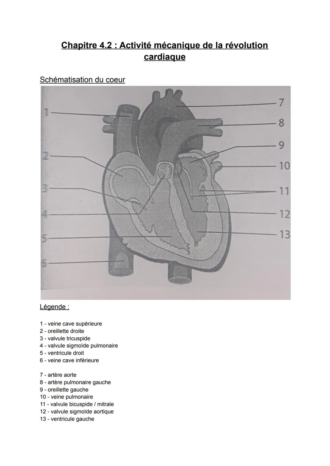 Schématisation du coeur
ww
N
Chapitre 4.2: Activité mécanique de la révolution
cardiaque
3-
Légende :
1 - veine cave supérieure
2- oreillett