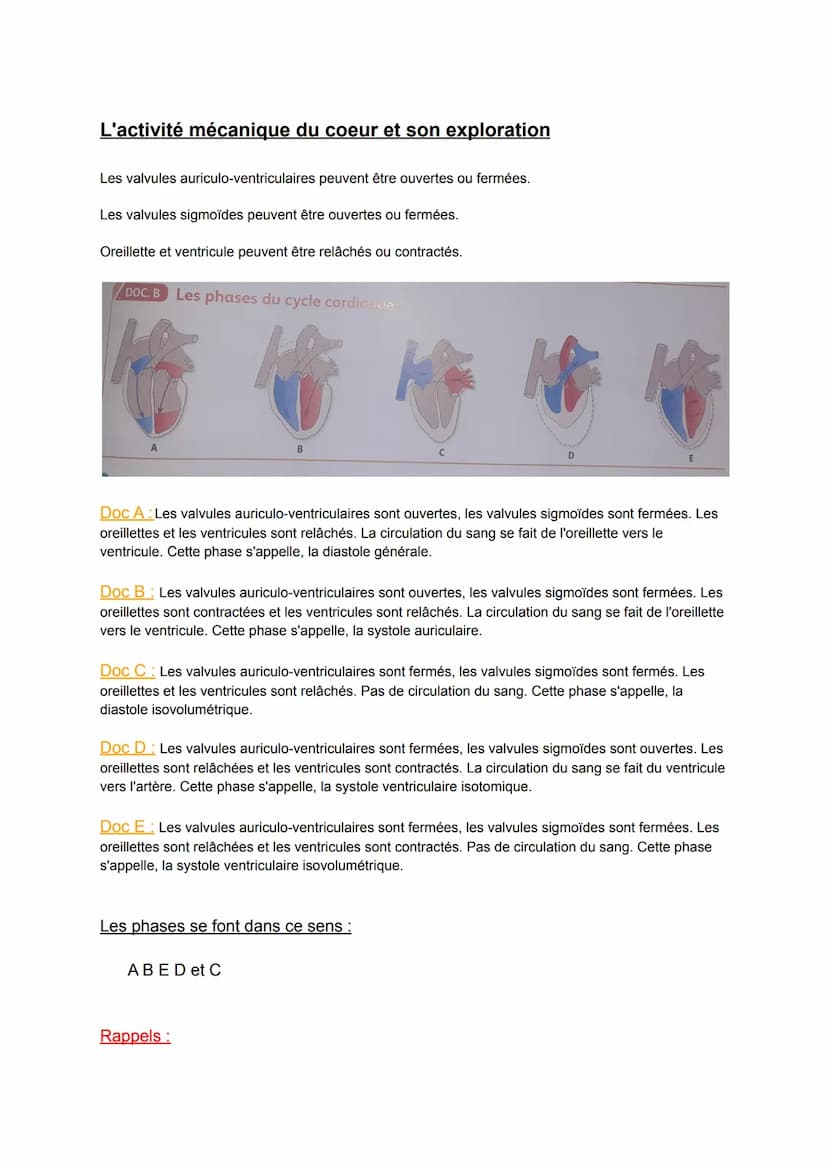 Schématisation du coeur
ww
N
Chapitre 4.2: Activité mécanique de la révolution
cardiaque
3-
Légende :
1 - veine cave supérieure
2- oreillett