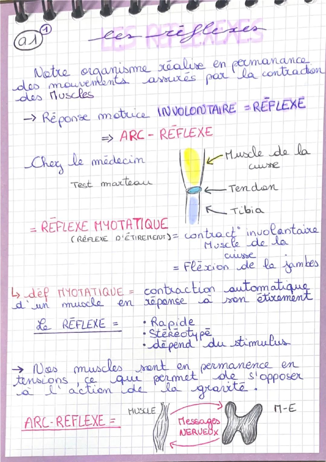 # Les réflexes

Notre organisme réalise en permanence des mouvements assurés par la contraction des muscles
→ Réponse motrice INVOLONTAIRE =