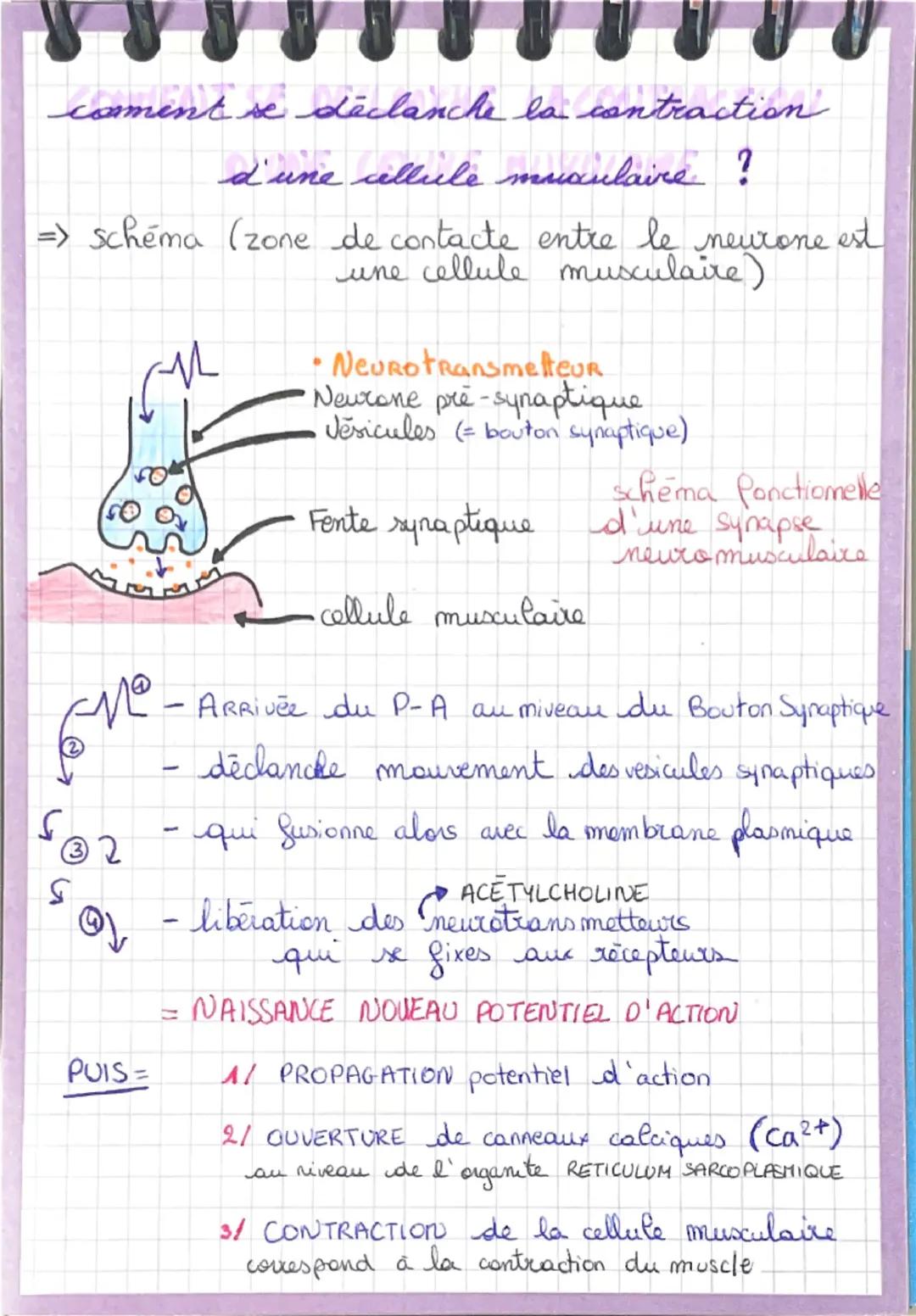 # Les réflexes

Notre organisme réalise en permanence des mouvements assurés par la contraction des muscles
→ Réponse motrice INVOLONTAIRE =