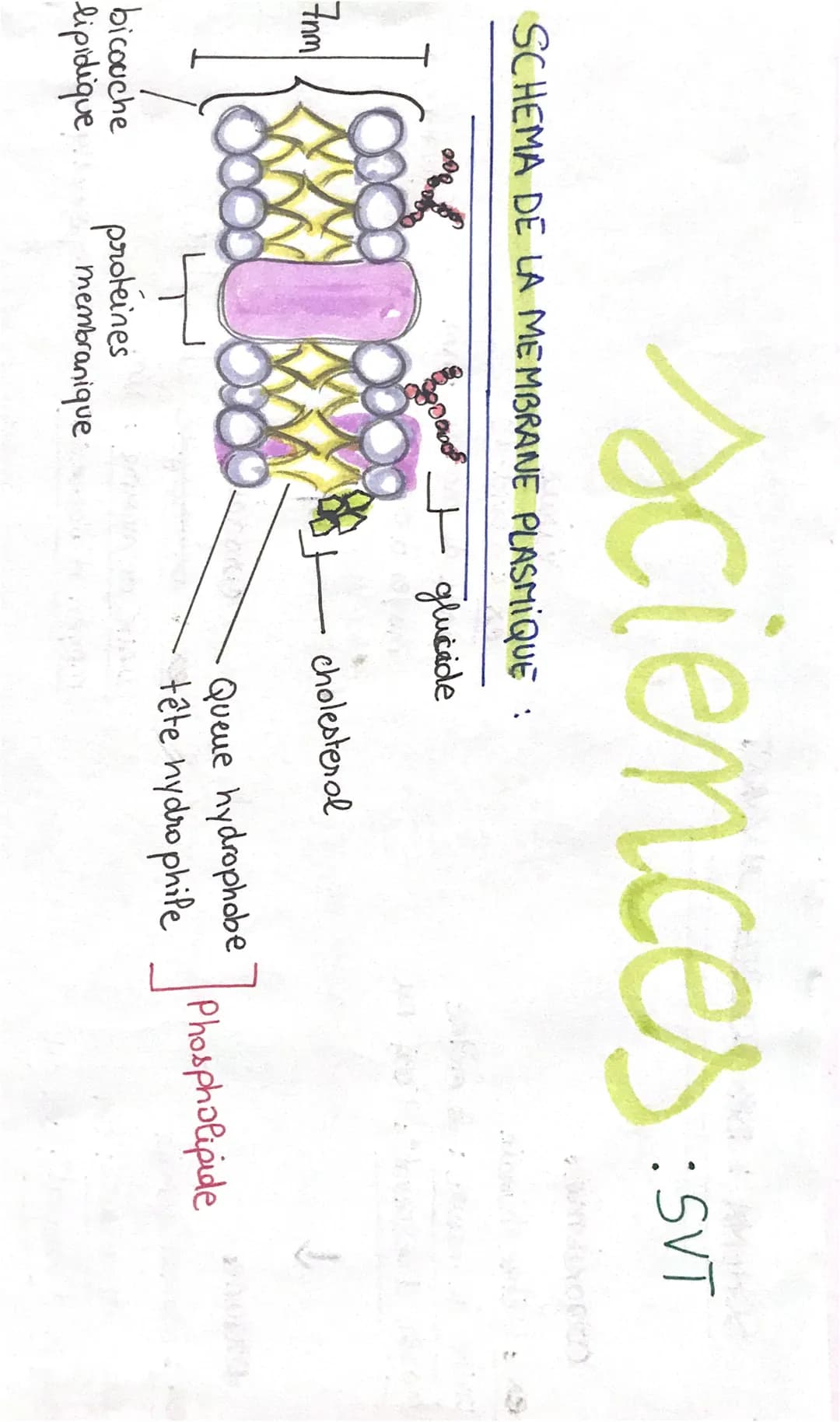 SCHEMA DE LA MEMBRANE PLASMIQUE :
+ glucide
7nm
oooo
sciences Sm
:SVT
bicouche
lipidique
proteines
80000
membranique
- cholesterol
Queue hyd