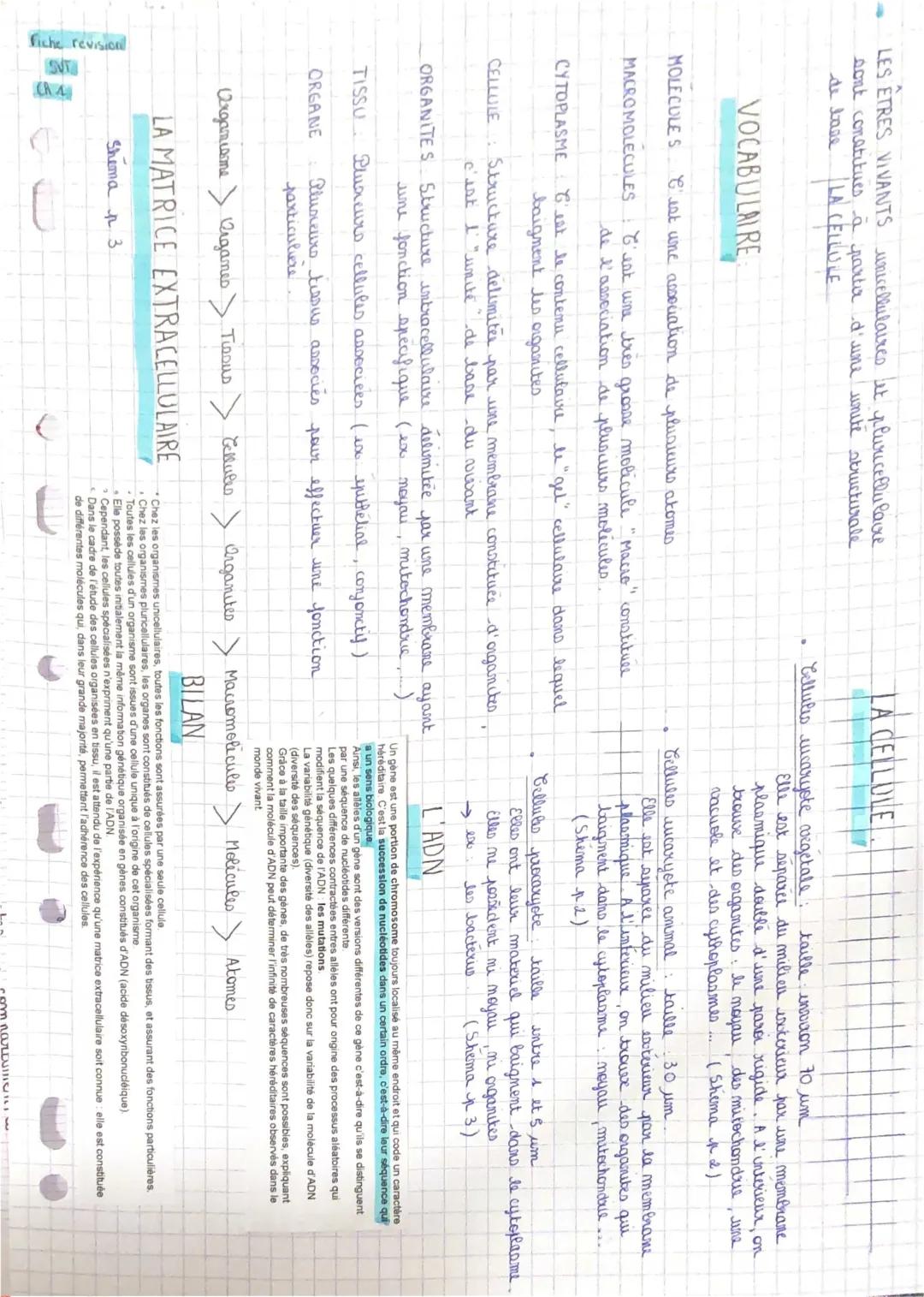 Différence entre organismes unicellulaires et pluricellulaires - SVT Seconde