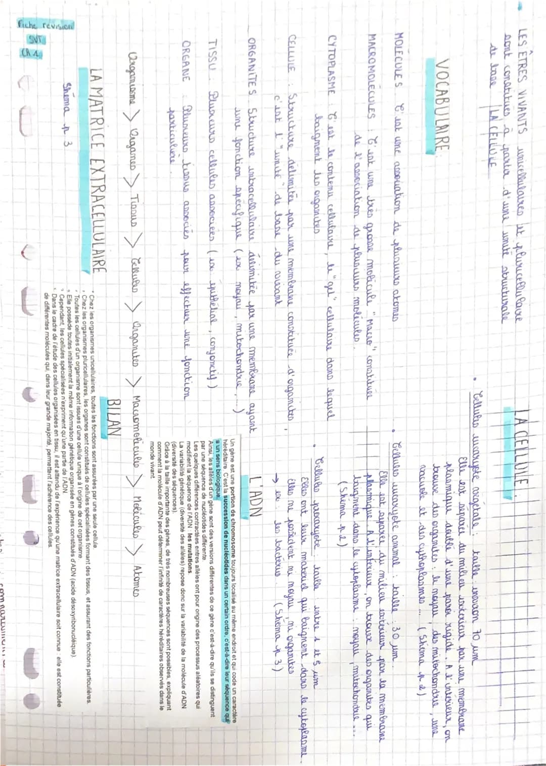 Fiche revision
LES ÊTRES VIVANTS unicellulaires et pluricellulaire
sont constitues à partir d'une unite structurale
LA CELLULE
VOCABULAIRE
D