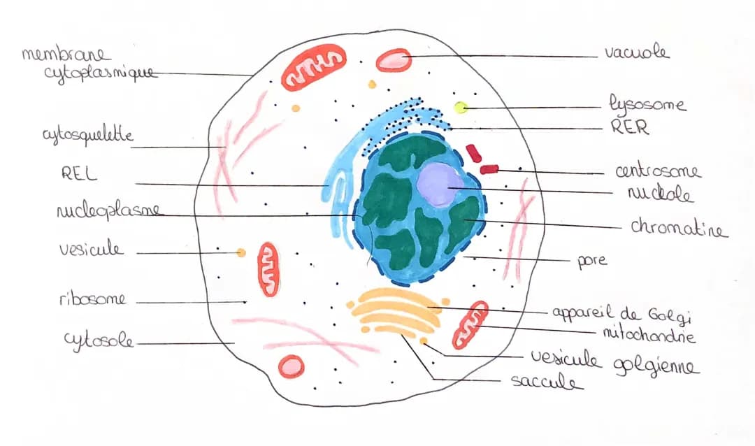Découvre la Cellule : Schémas, Fonctions et Organites PDF
