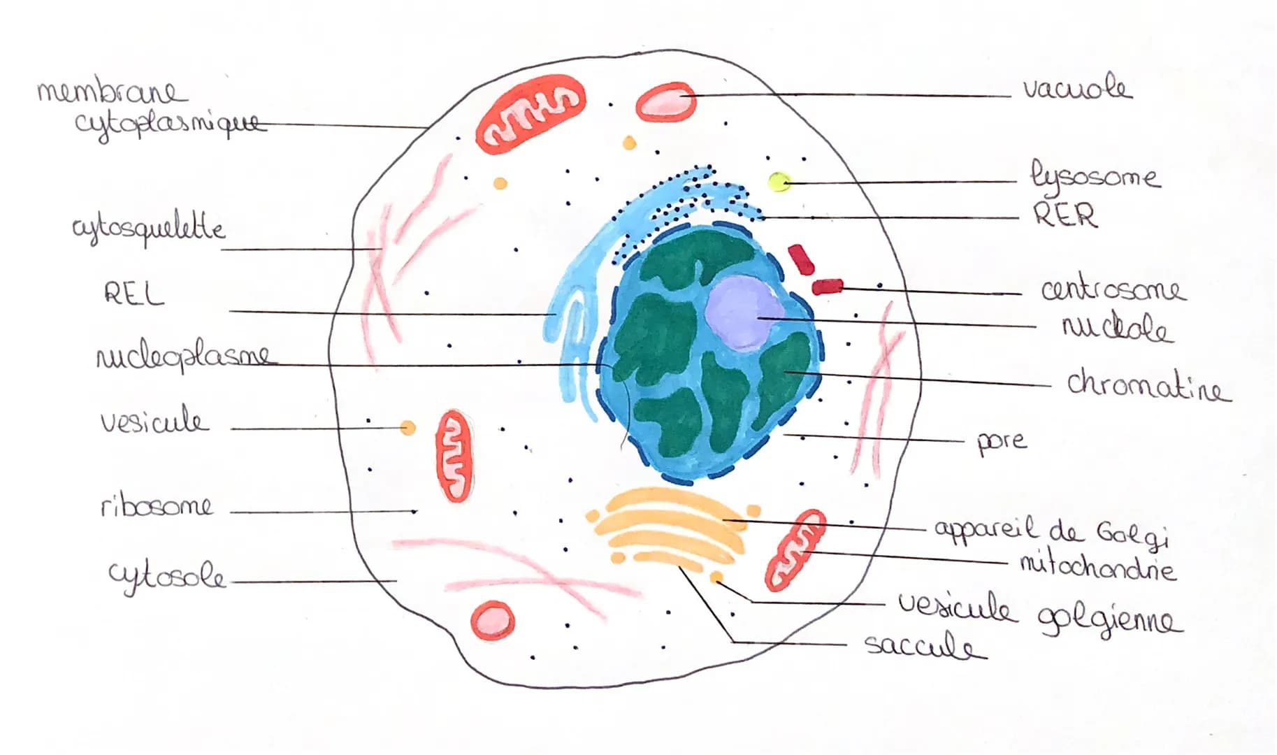 membrane
cytoplasmique
cytosquelette
REL
nucleaplasme
vesicule
ribosome
cytosole
fan
vacuole
lysosome
RER
pore
saccule
centrosome
nuckole
ch