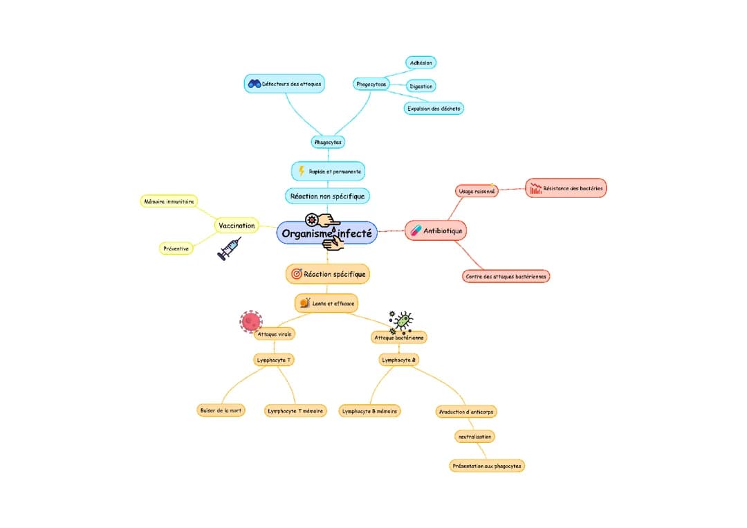 Organisme infecté (lymphocytes +phagocyte)