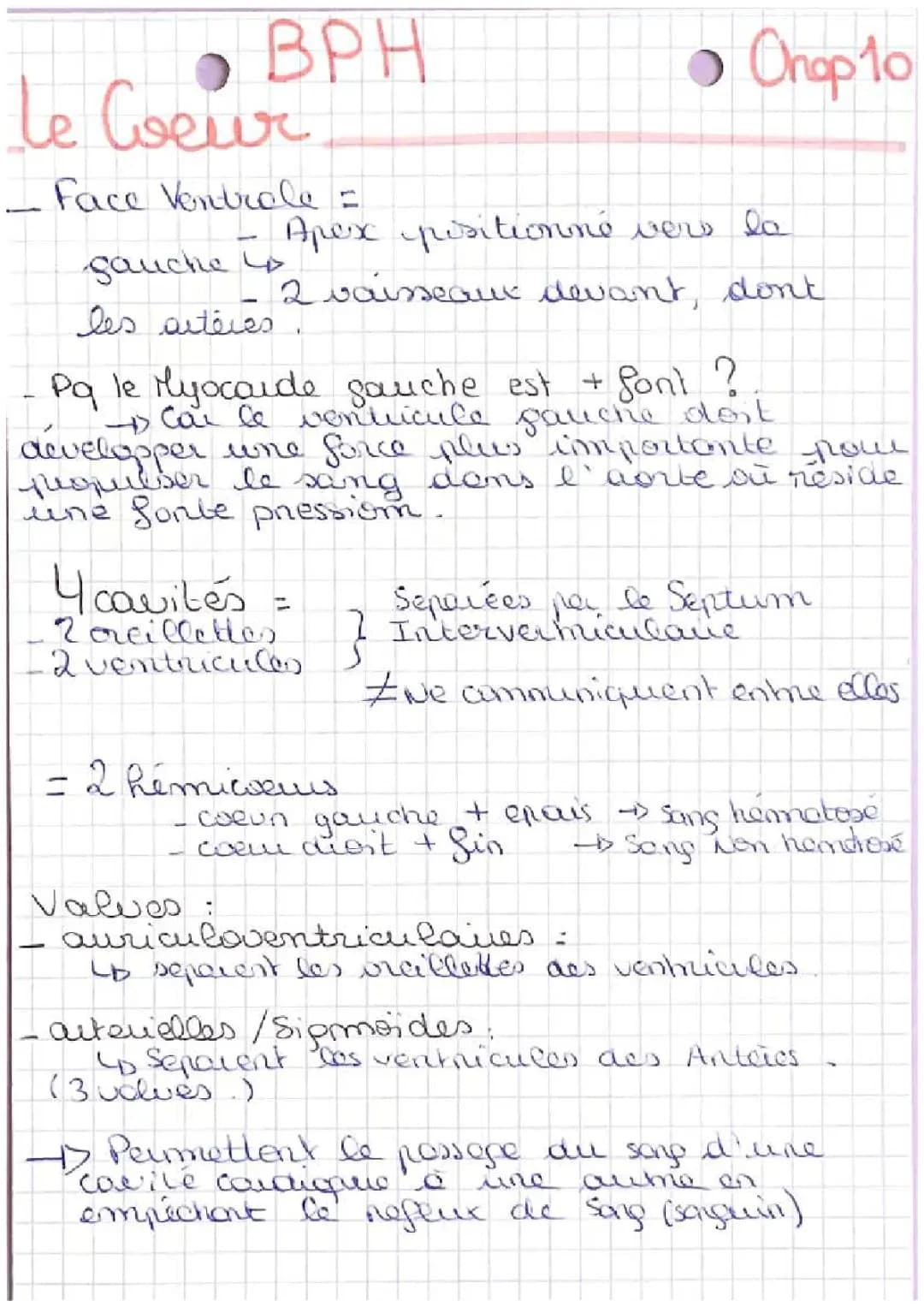 le cœur BPH