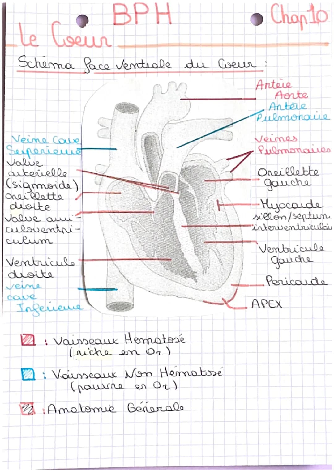 BPH
te
Le Ceur
Face Ventrale =
gauche 4
Apex positionné vers la
2 vaisseaux devant, don't
les siteres
Pq le Myocarde gauche est + font ?
- C