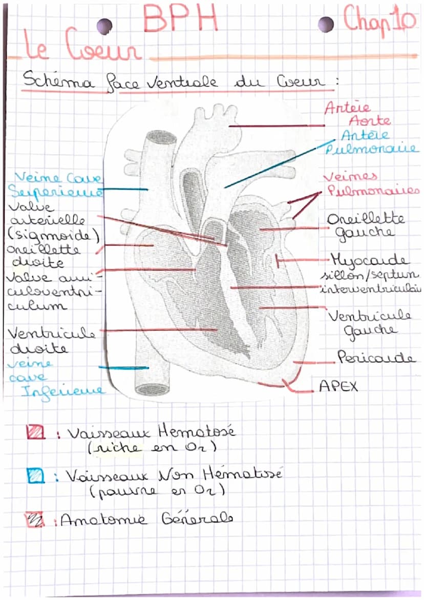 BPH
te
Le Ceur
Face Ventrale =
gauche 4
Apex positionné vers la
2 vaisseaux devant, don't
les siteres
Pq le Myocarde gauche est + font ?
- C