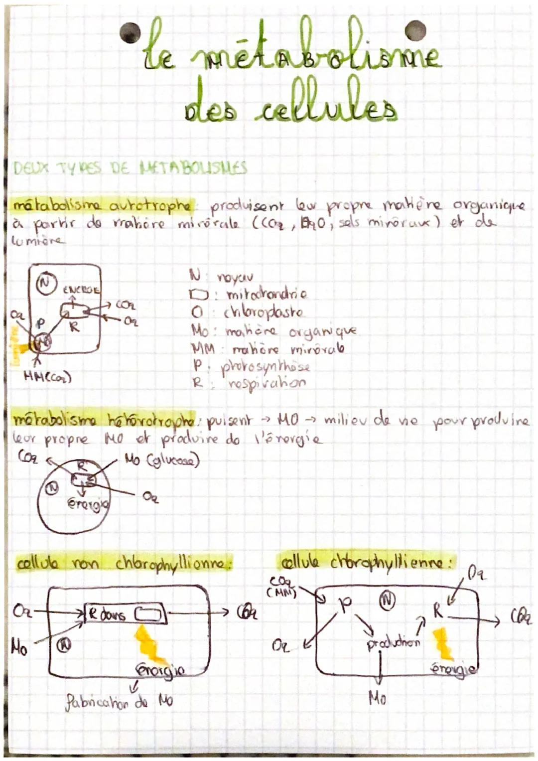 DEUX TYPES DE METABOLISMES
métabolisme autotrophe: produisent leur propre matière organique
à partir do mrabore minérale ((0₂₂, E4₂0, sels m