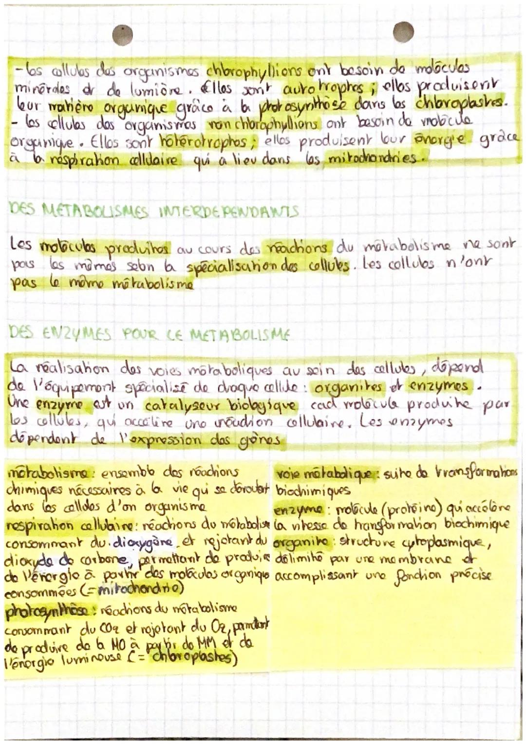 DEUX TYPES DE METABOLISMES
métabolisme autotrophe: produisent leur propre matière organique
à partir do mrabore minérale ((0₂₂, E4₂0, sels m