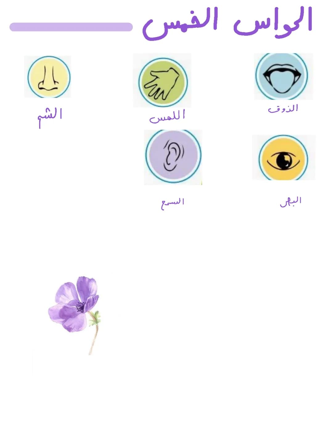 les 5 sens en arabe 