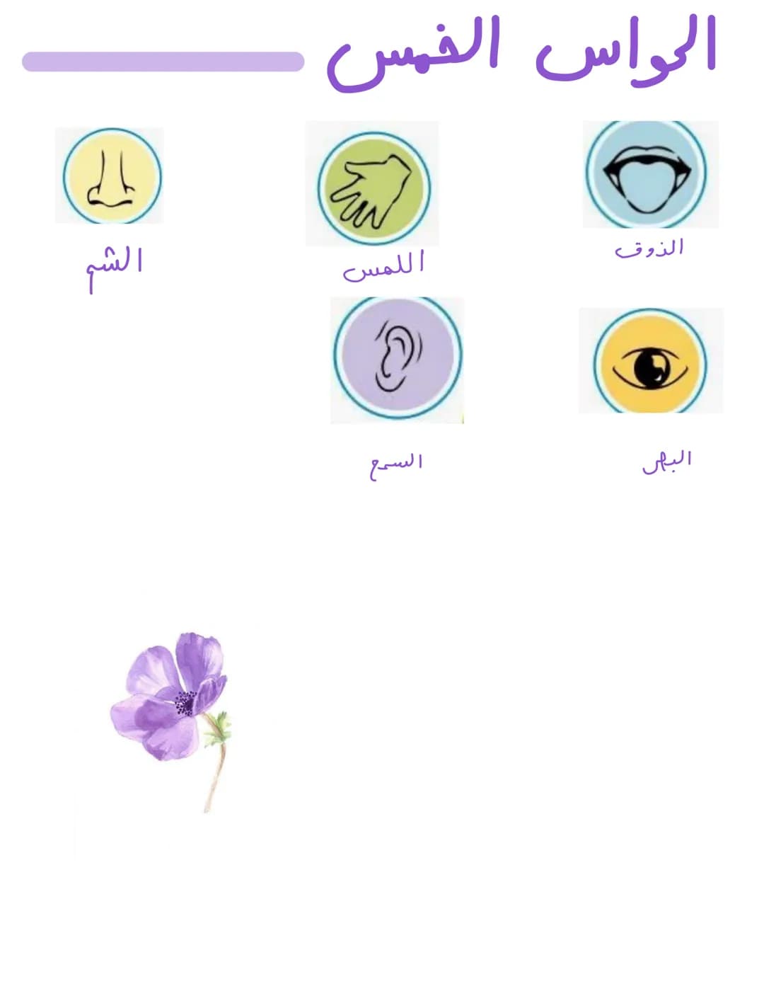 الحواس الخمس
الذوق
البصر
لله
اللمس
2
السمع
الے
الشم