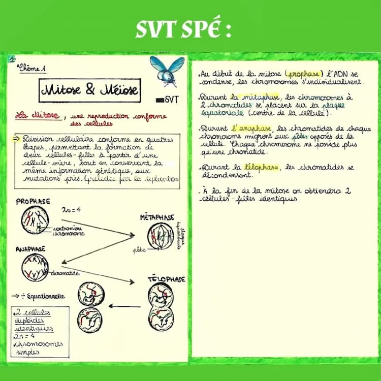 Know Mitose et Méiose  thumbnail