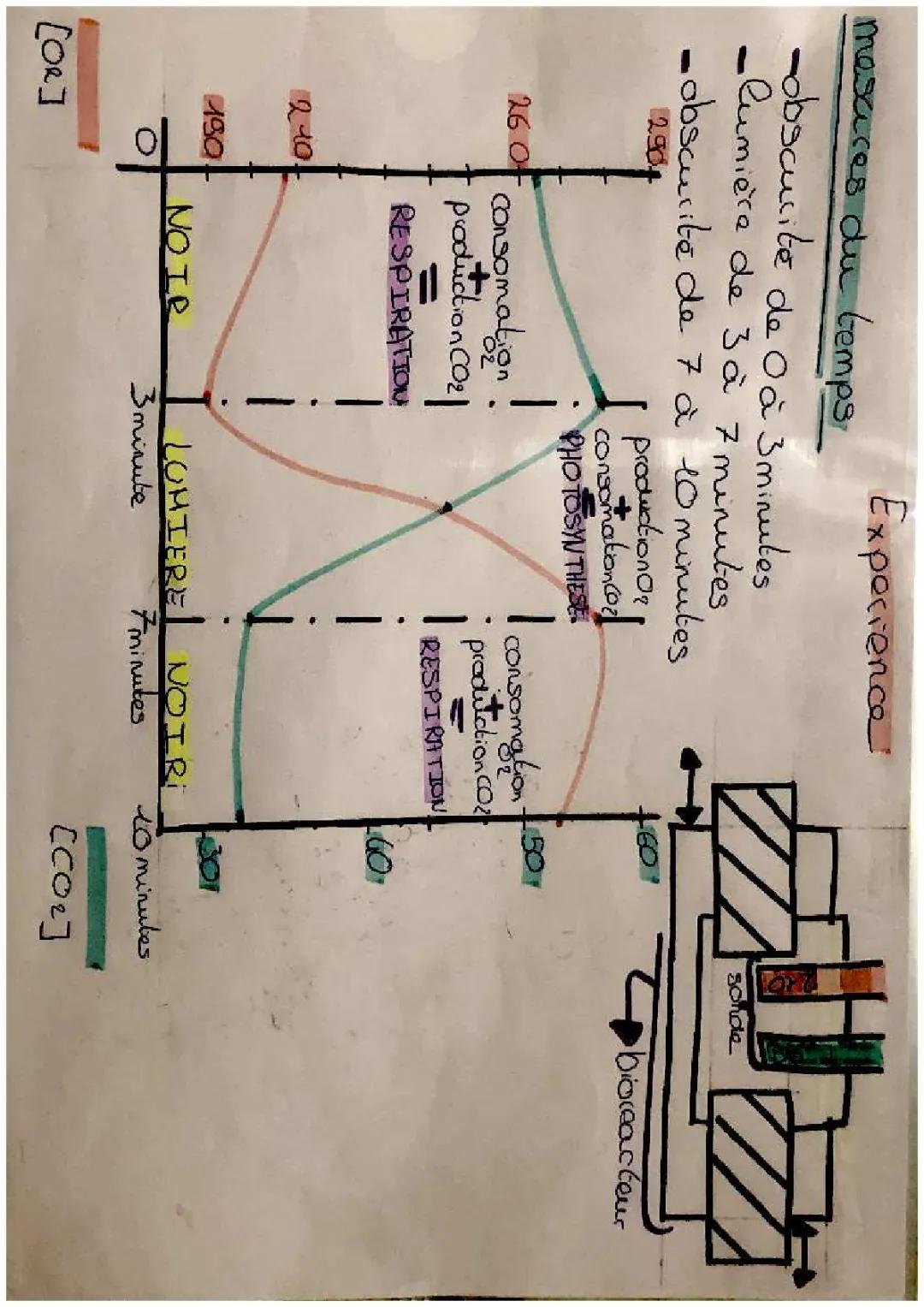 cellule autotrophe et hétérotrophes 