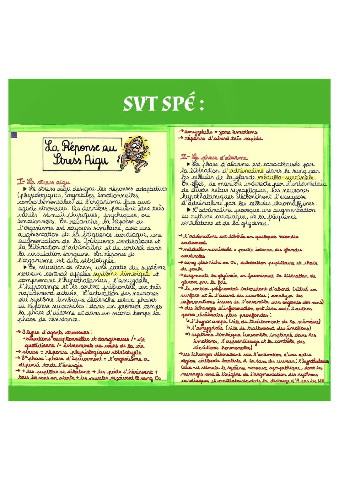 La Réponse au
Stress Aigu
SVT SPÉ:
I- Le stress aigu
▶ Le stress aigu désigne les réponses adaptatives
(physiologiques, cognitives, émotionn