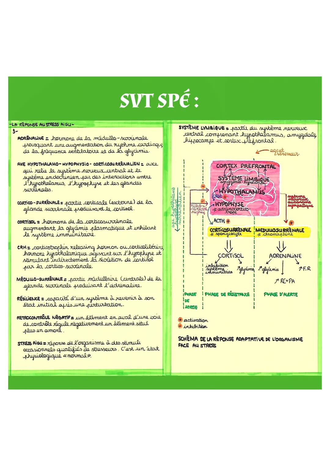 La Réponse au
Stress Aigu
SVT SPÉ:
I- Le stress aigu
▶ Le stress aigu désigne les réponses adaptatives
(physiologiques, cognitives, émotionn