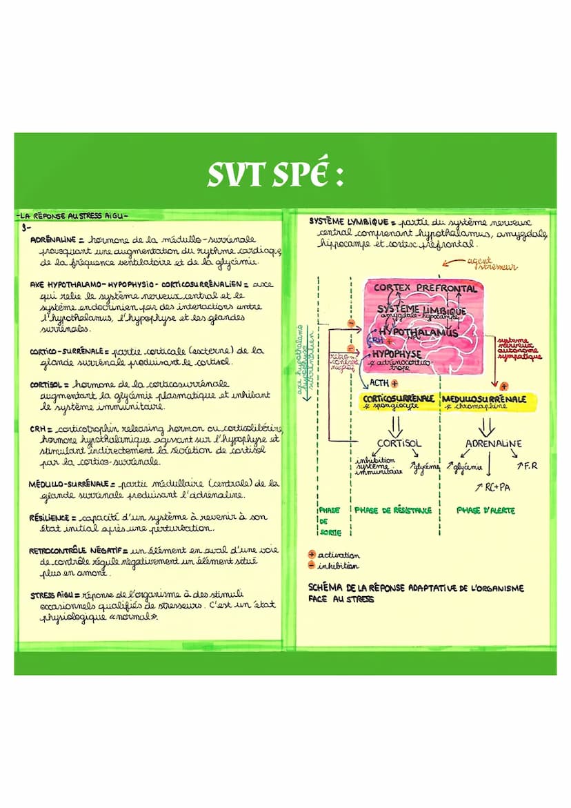 La Réponse au
Stress Aigu
SVT SPÉ:
I- Le stress aigu
▶ Le stress aigu désigne les réponses adaptatives
(physiologiques, cognitives, émotionn