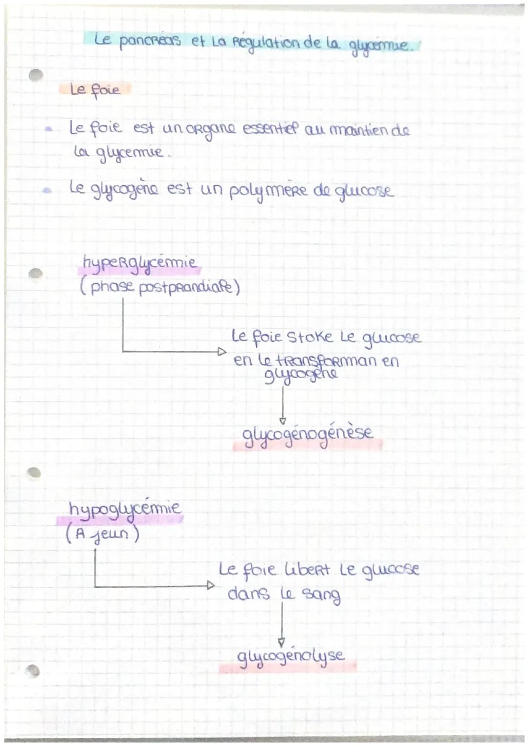Régulation de la glycémie par le pancréas et le foie : Hyperglycémie et hypoglycémie