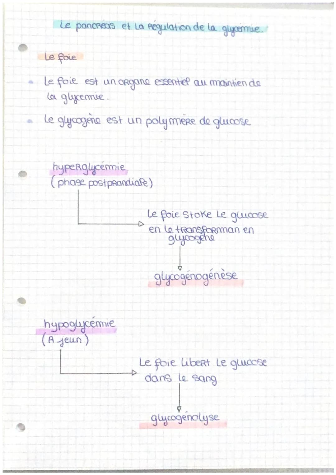 Le pancreas et La Regulation de la glycormie.
Le foie
Le foie est un organe essentiel au maintien de
la glycemie.
Le glycogene est un polyme