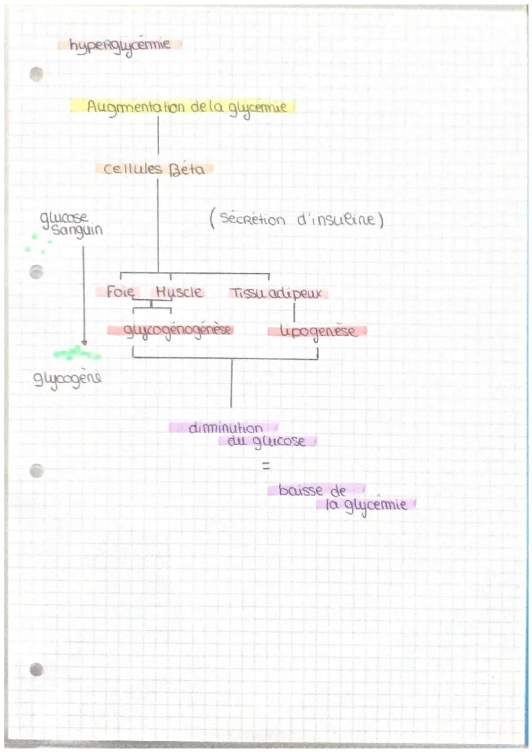 Le pancreas et La Regulation de la glycormie.
Le foie
Le foie est un organe essentiel au maintien de
la glycemie.
Le glycogene est un polyme