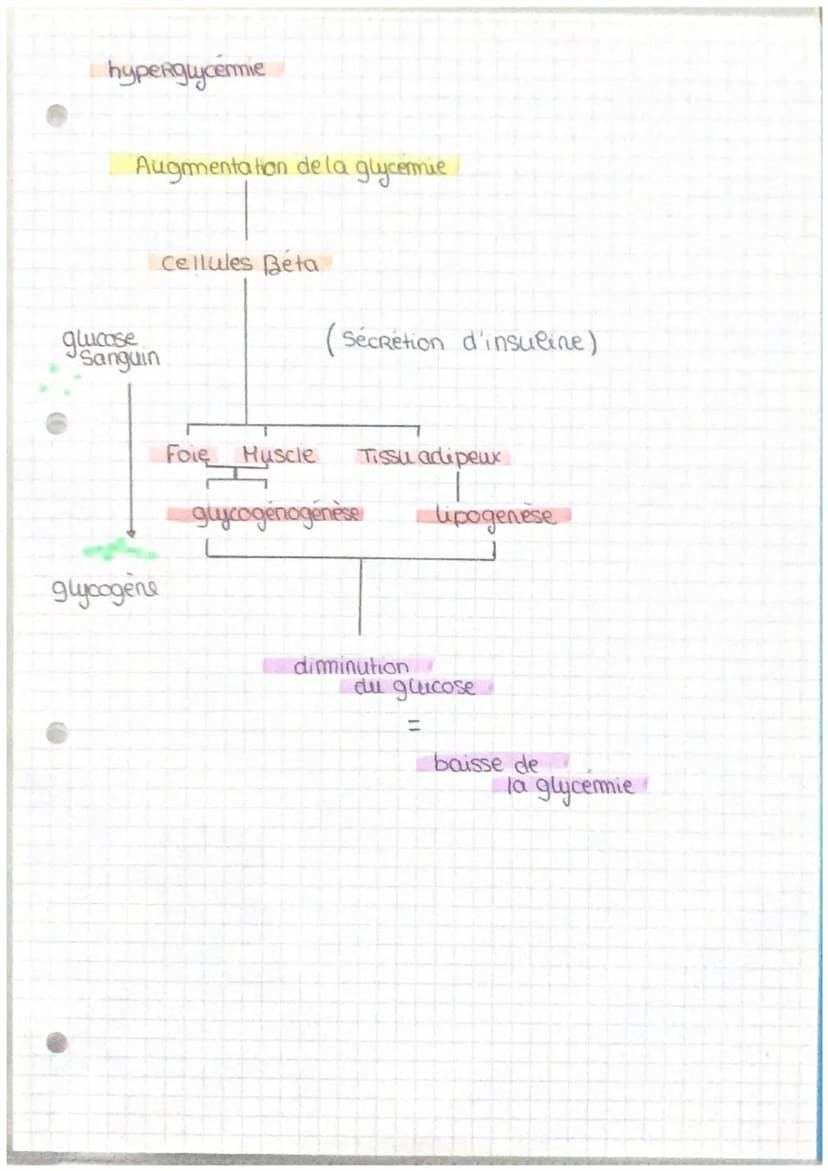 Le pancreas et La Regulation de la glycormie.
Le foie
Le foie est un organe essentiel au maintien de
la glycemie.
Le glycogene est un polyme