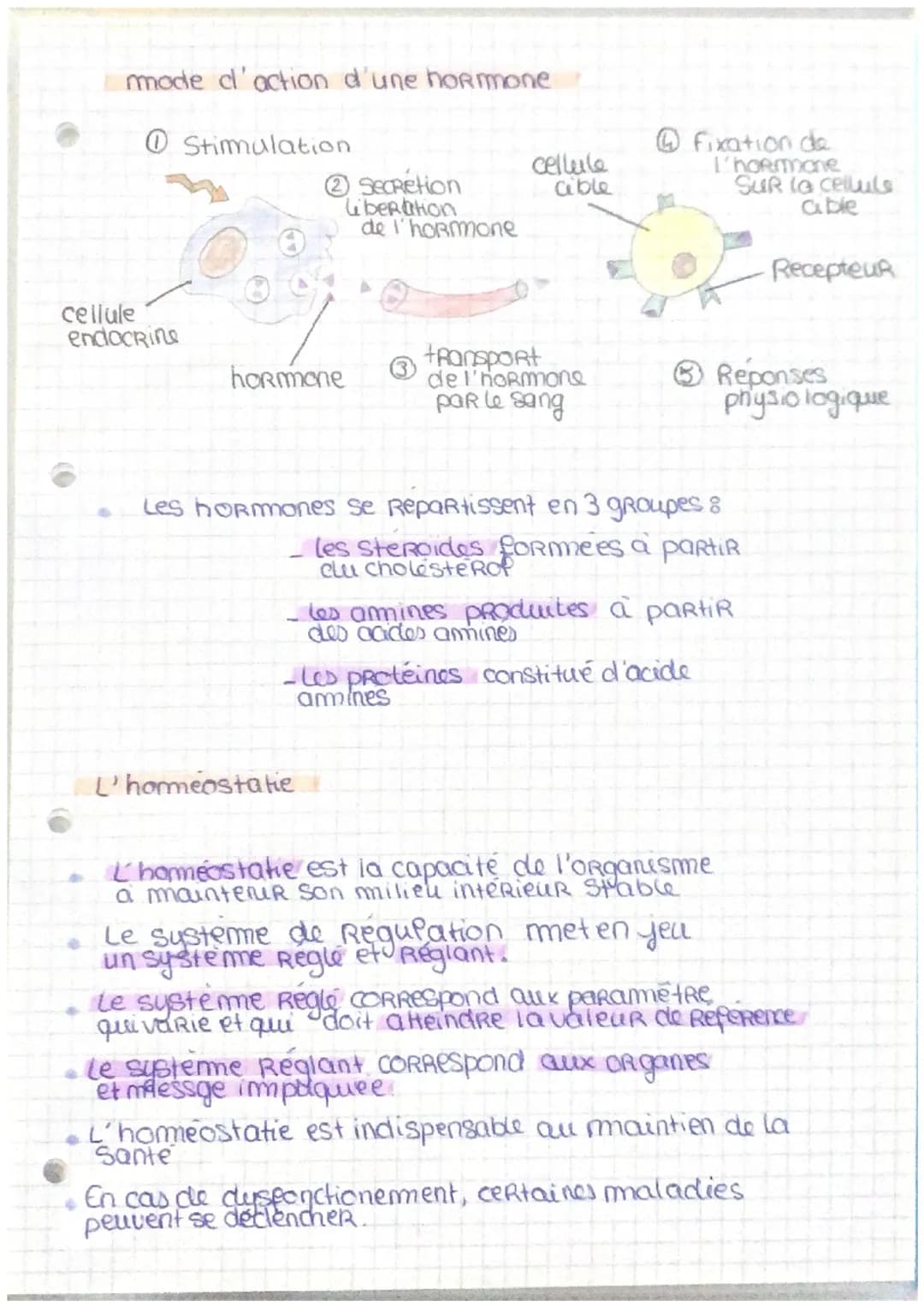 Le pancreas et La Regulation de la glycormie.
Le foie
Le foie est un organe essentiel au maintien de
la glycemie.
Le glycogene est un polyme