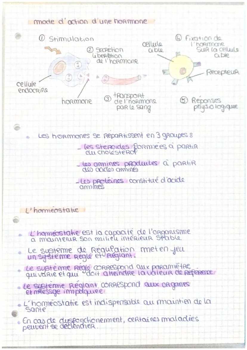 Le pancreas et La Regulation de la glycormie.
Le foie
Le foie est un organe essentiel au maintien de
la glycemie.
Le glycogene est un polyme