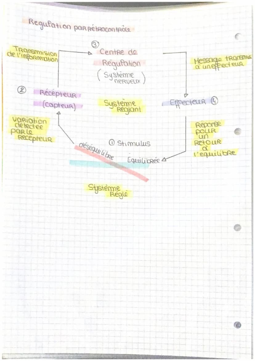 Le pancreas et La Regulation de la glycormie.
Le foie
Le foie est un organe essentiel au maintien de
la glycemie.
Le glycogene est un polyme