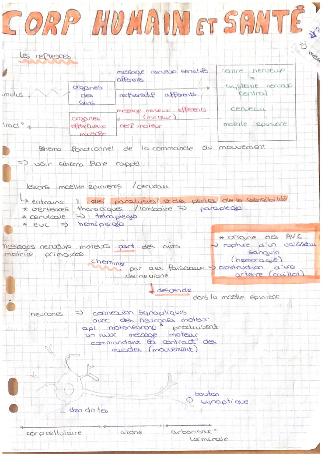 CORP HUMAIN ET SANTÉ
Les replexes
mulus
tract
0
4
Schema
organes
effectuere
muscle
fonctionnel
=> voir schema Riche rappel
entraine
* Gerteb