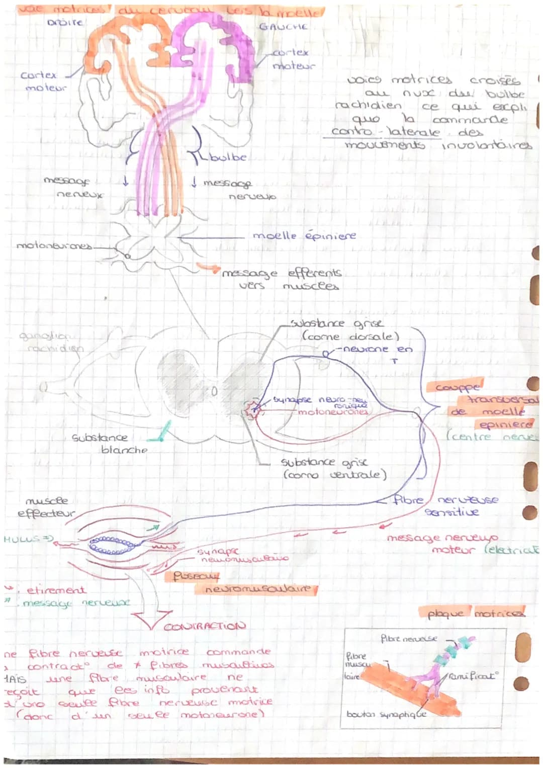 CORP HUMAIN ET SANTÉ
Les replexes
mulus
tract
0
4
Schema
organes
effectuere
muscle
fonctionnel
=> voir schema Riche rappel
entraine
* Gerteb