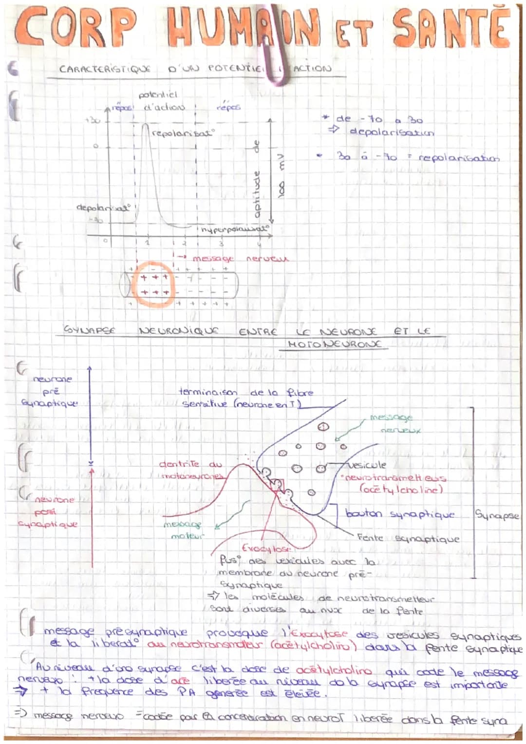 CORP HUMAIN ET SANTÉ
Les replexes
mulus
tract
0
4
Schema
organes
effectuere
muscle
fonctionnel
=> voir schema Riche rappel
entraine
* Gerteb