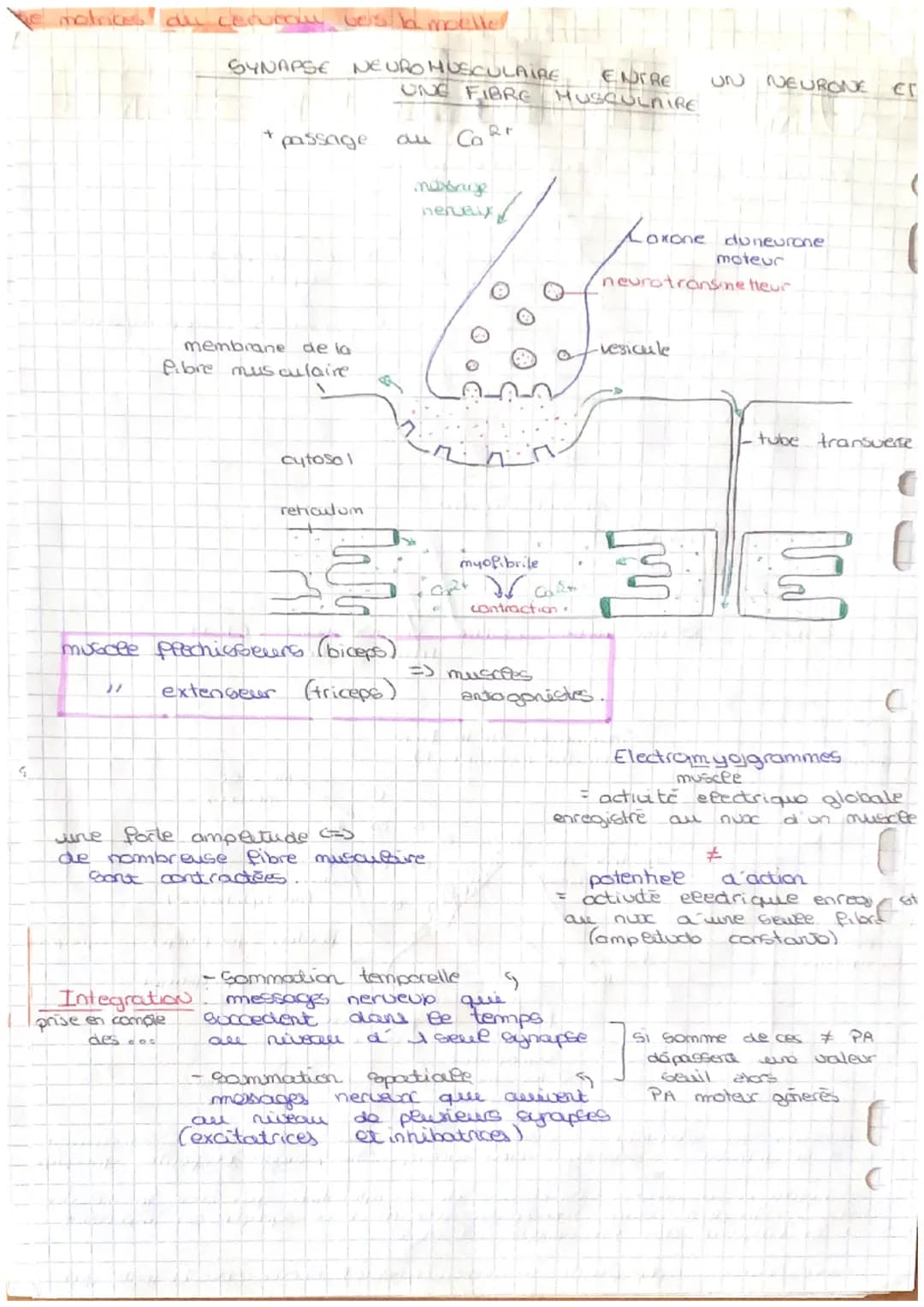 CORP HUMAIN ET SANTÉ
Les replexes
mulus
tract
0
4
Schema
organes
effectuere
muscle
fonctionnel
=> voir schema Riche rappel
entraine
* Gerteb