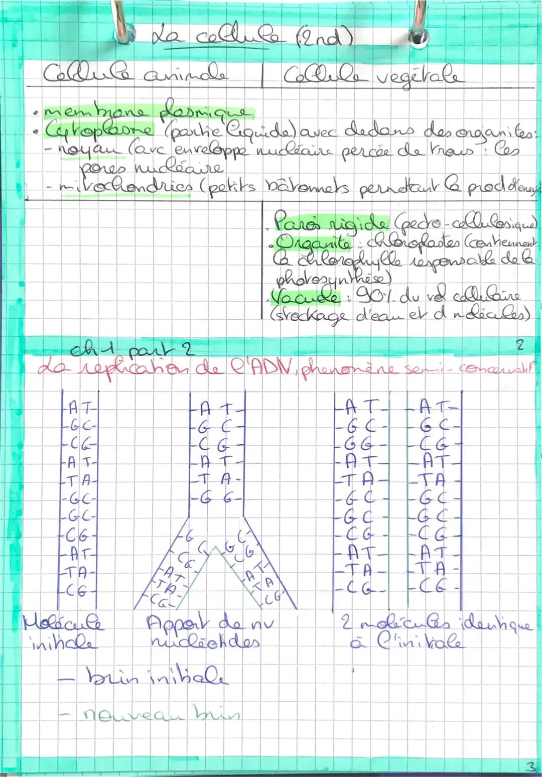 # La cellule (2nd)

Colllule animale | Cellule vegetale

• membrane plasmique

• Cytoplasme (partie Cequide) avec dedans des organites.

- n