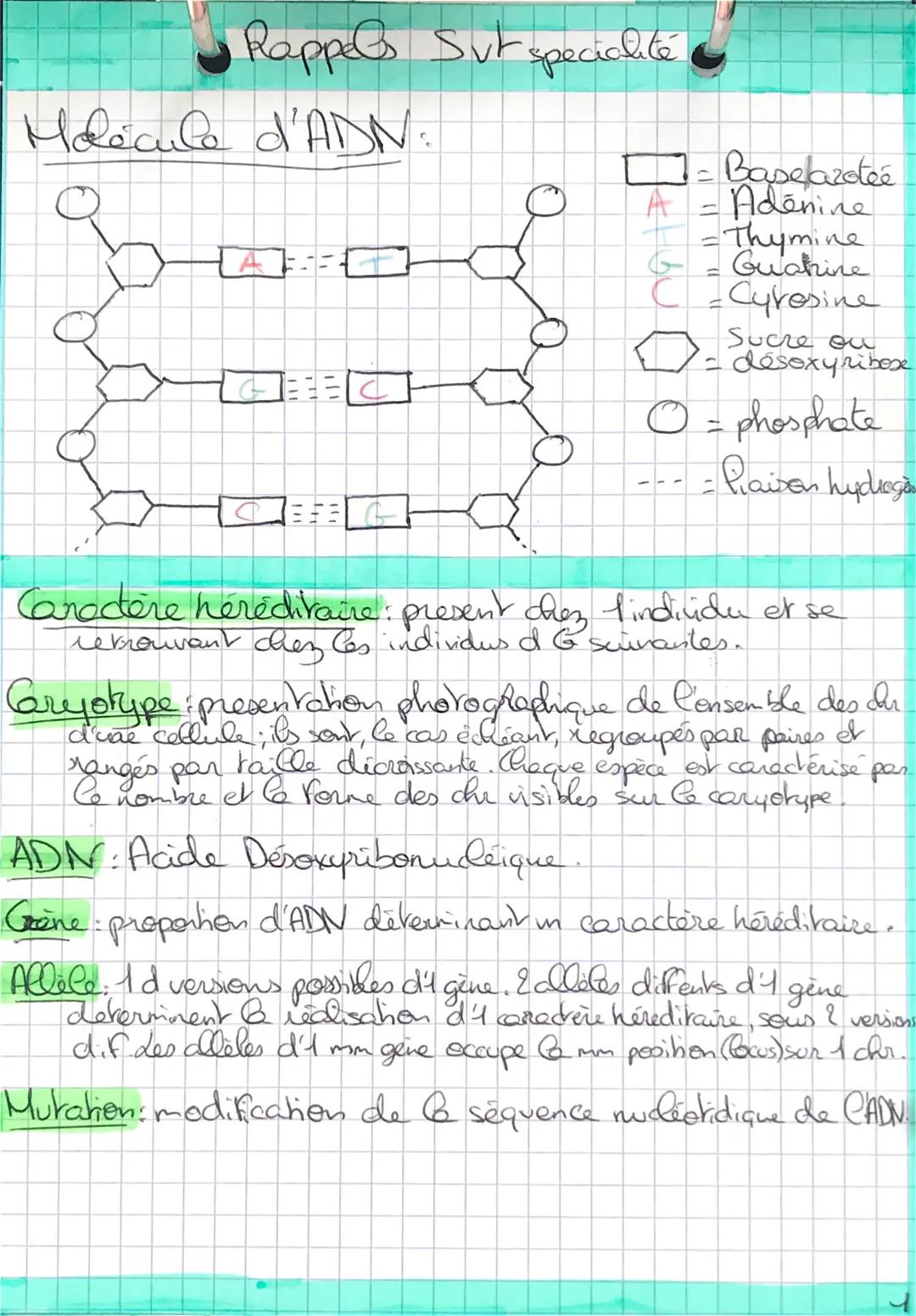 # La cellule (2nd)

Colllule animale | Cellule vegetale

• membrane plasmique

• Cytoplasme (partie Cequide) avec dedans des organites.

- n