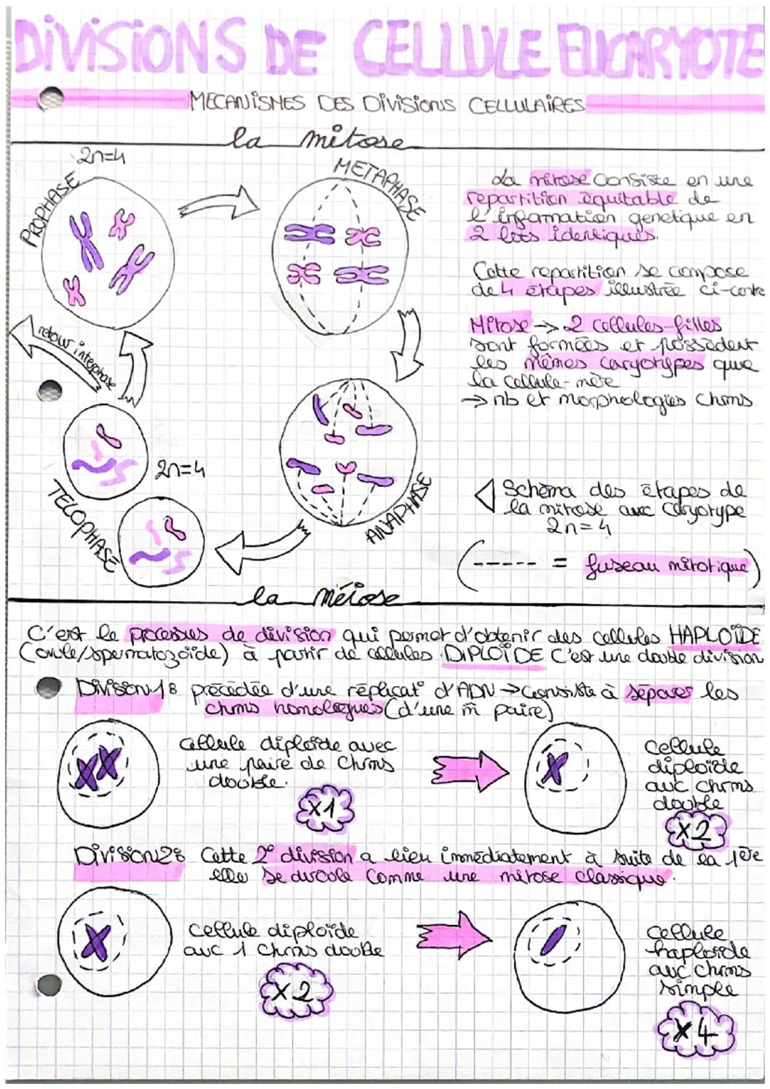 Fiche bilan divisons cellulaires 