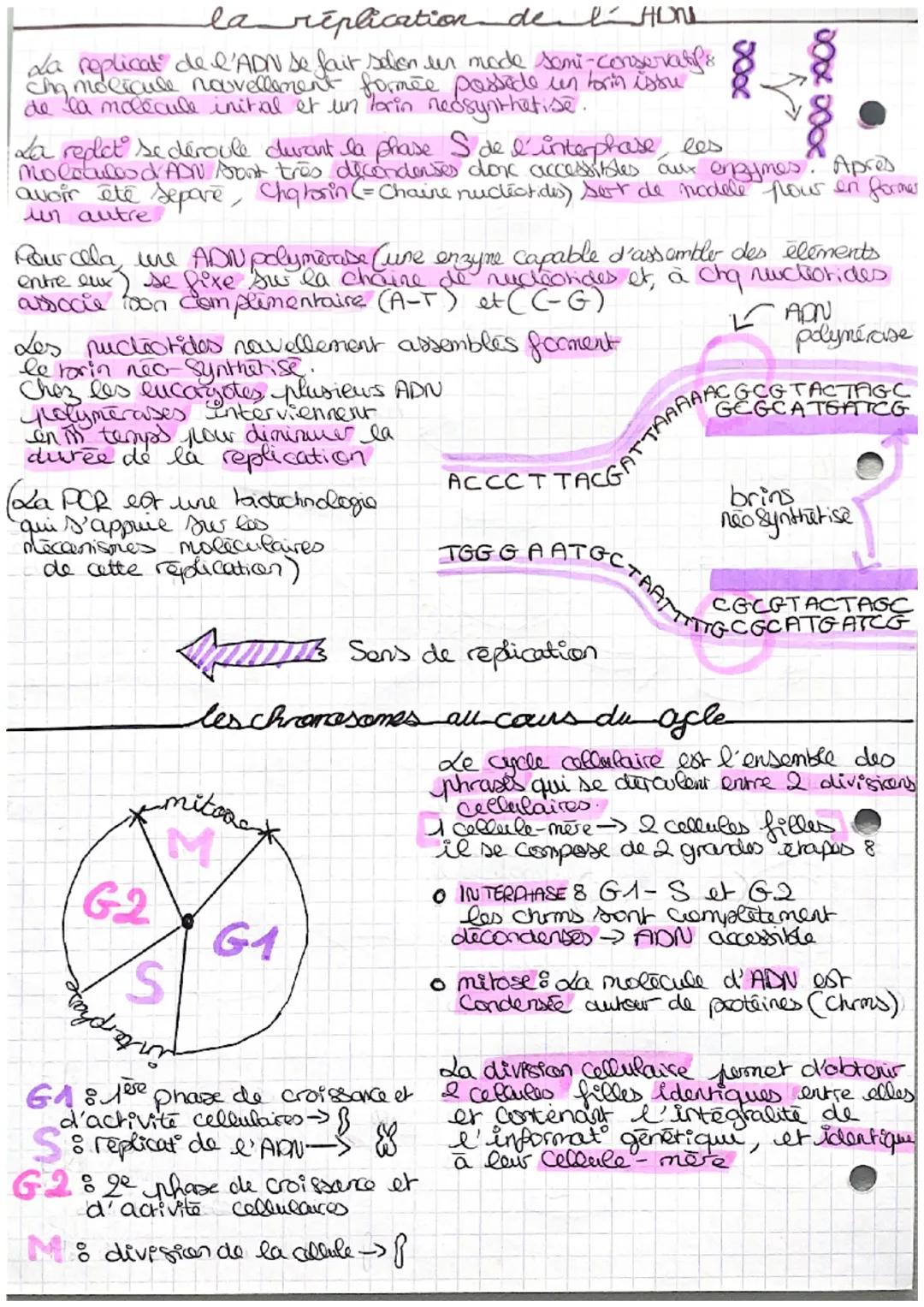 # DIVISIONS DE CELLULE FINARYOTE

## MECANISMES DES Divisions CELLULAIRES

### la mitose

PROPHASE

27=4

METAPHASE

da mitose consiste en u