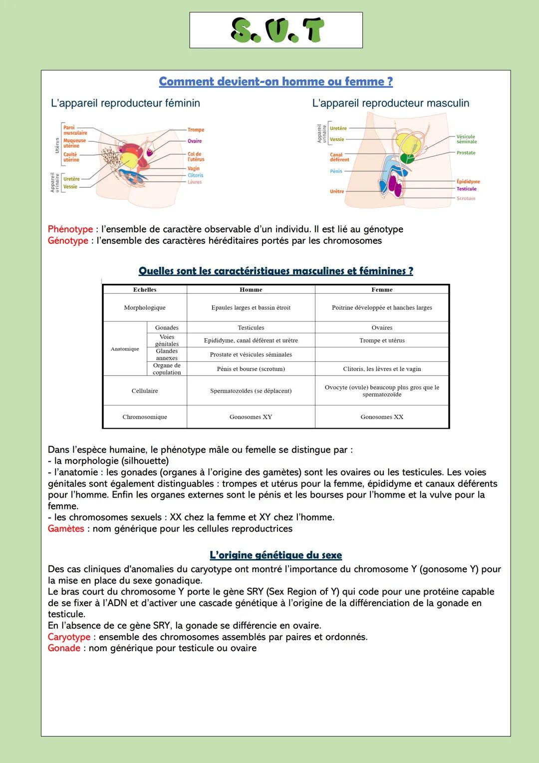 L'appareil reproducteur féminin
Paroi
musculaire
Muqueuse
utérine
Cavité
utérine
Uretère-
Vessie
Echelles
Comment devient-on homme ou femme 