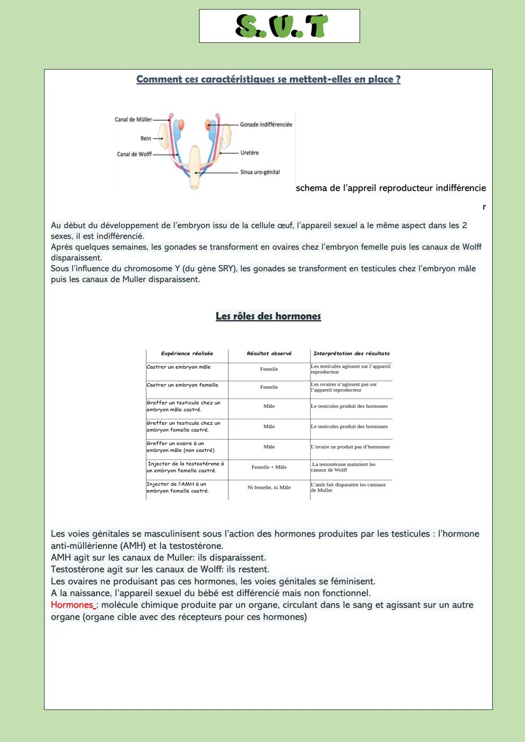 L'appareil reproducteur féminin
Paroi
musculaire
Muqueuse
utérine
Cavité
utérine
Uretère-
Vessie
Echelles
Comment devient-on homme ou femme 