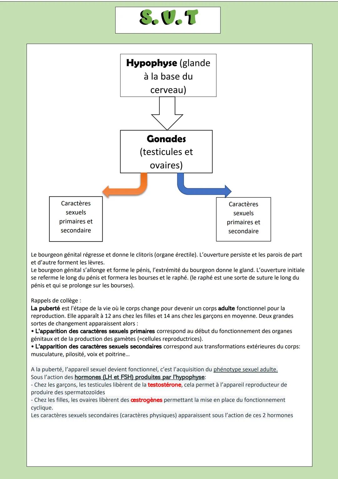 L'appareil reproducteur féminin
Paroi
musculaire
Muqueuse
utérine
Cavité
utérine
Uretère-
Vessie
Echelles
Comment devient-on homme ou femme 