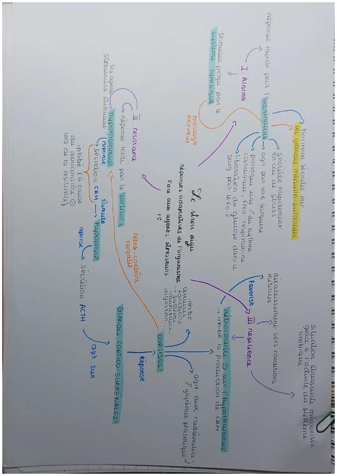 hormone Secretée par
les grandes medullo-surrenales

secretee napidement
en cas de stress

neponse rapide par l'adrenaline agit par voie san
