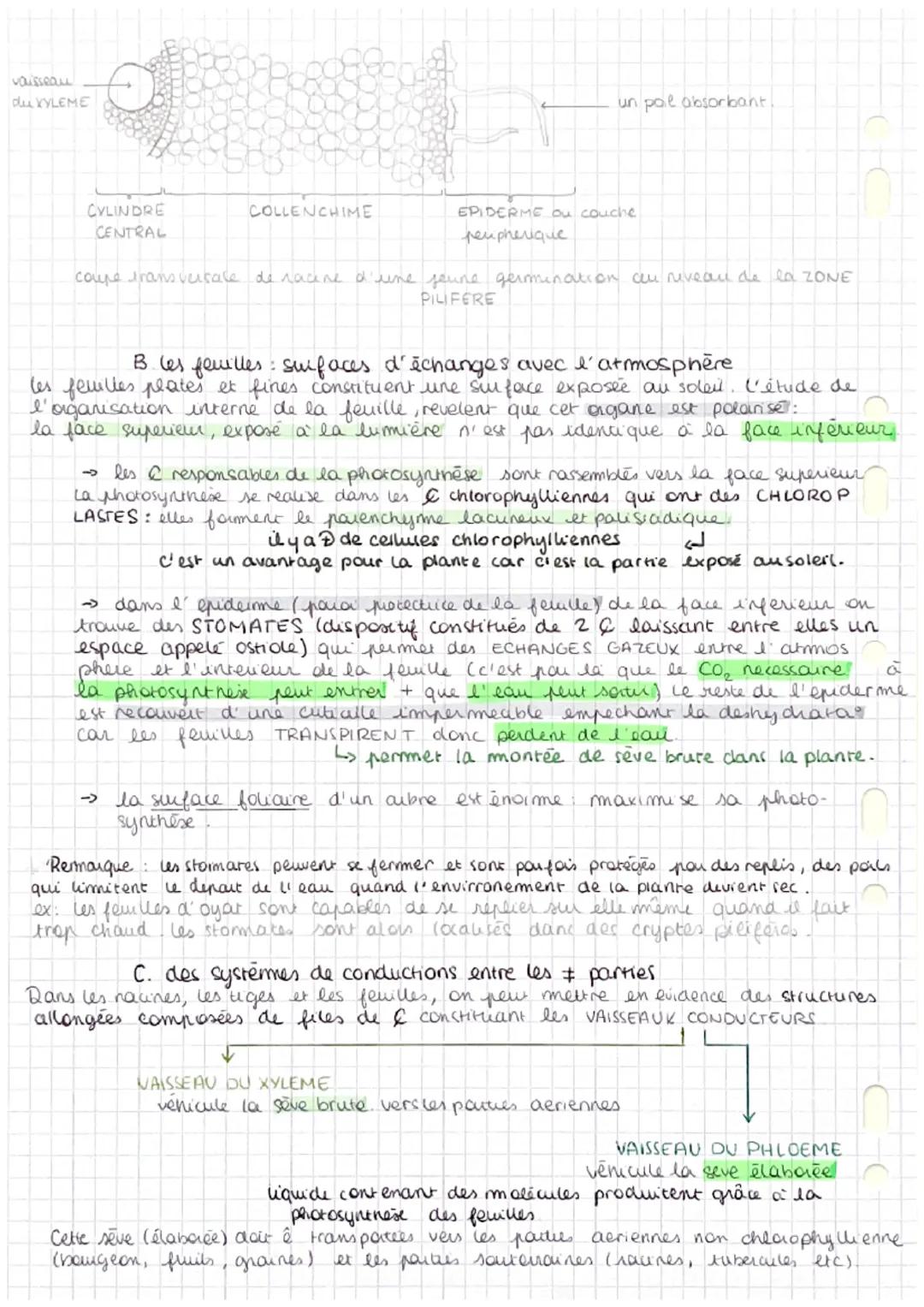 DEFINITIONS SVT
Chapitre 1: organisation fonctionnelle des plantes à fleur
Poil absorbant : cellule très longue
Organogenèse : formation et 