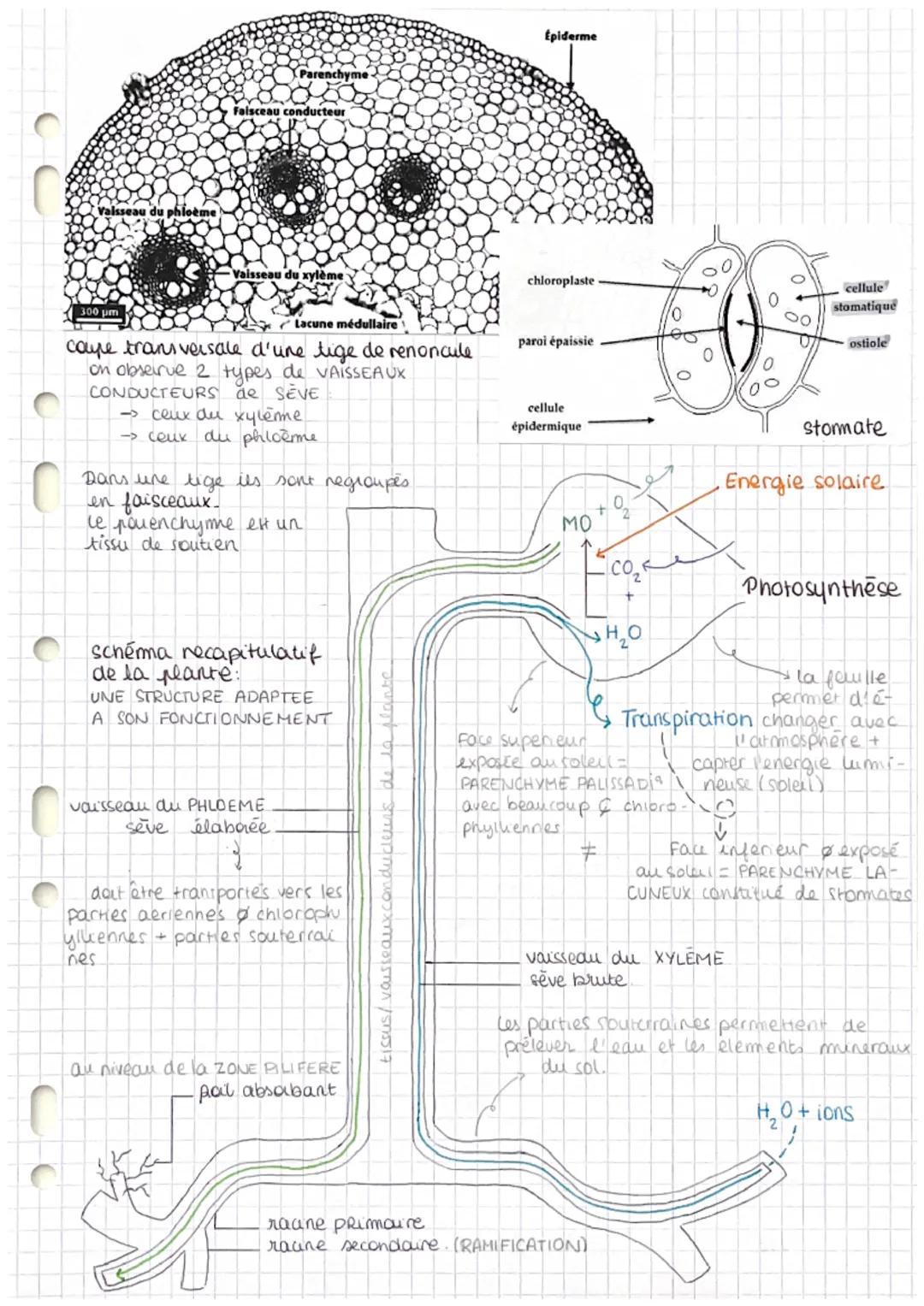 DEFINITIONS SVT
Chapitre 1: organisation fonctionnelle des plantes à fleur
Poil absorbant : cellule très longue
Organogenèse : formation et 