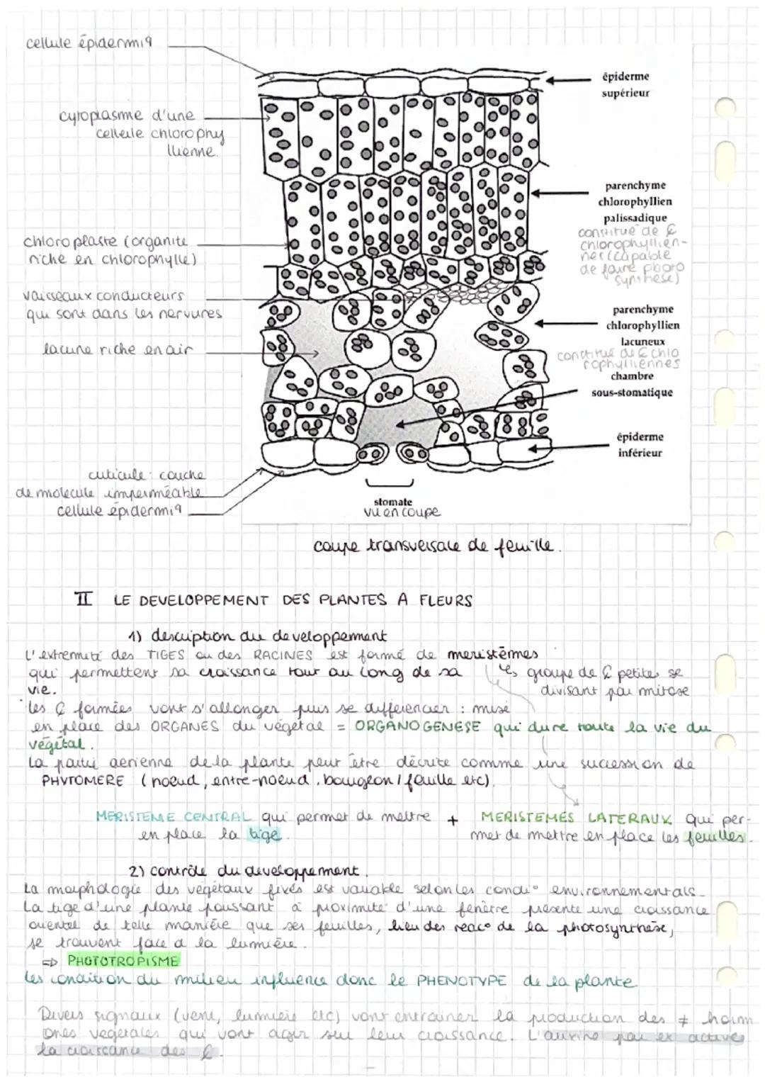 DEFINITIONS SVT
Chapitre 1: organisation fonctionnelle des plantes à fleur
Poil absorbant : cellule très longue
Organogenèse : formation et 