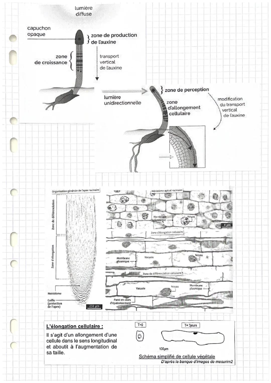 DEFINITIONS SVT
Chapitre 1: organisation fonctionnelle des plantes à fleur
Poil absorbant : cellule très longue
Organogenèse : formation et 