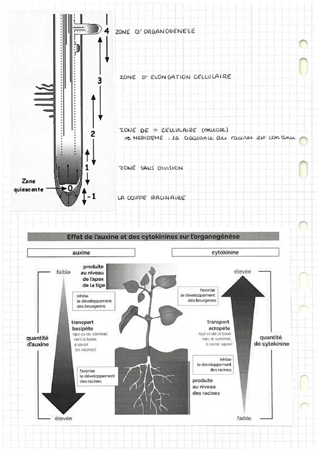 DEFINITIONS SVT
Chapitre 1: organisation fonctionnelle des plantes à fleur
Poil absorbant : cellule très longue
Organogenèse : formation et 