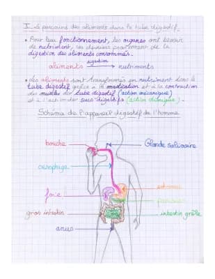 Know ALIMENTATION ET DIGESTION thumbnail